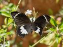 Papilio aegeus (Orchard Swallowtail).jpg